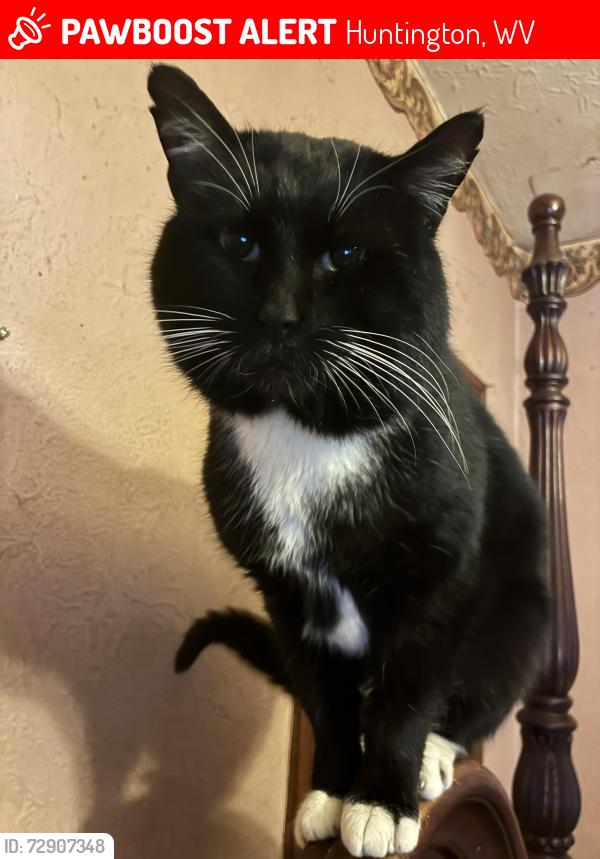 Lost Male Cat last seen Piedmont Pantry , Huntington, WV 25704