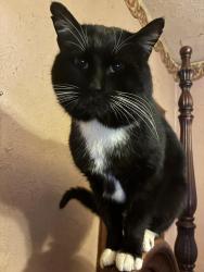 Lost Male Cat last seen Piedmont Pantry , Huntington, WV 25704