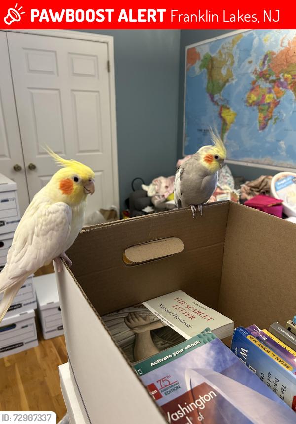 Lost Male Bird last seen Between  Lily pond ln and  Franklin lakes rd , Franklin Lakes, NJ 07417