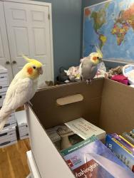 Lost Male Bird last seen Between  Lily pond ln and  Franklin lakes rd , Franklin Lakes, NJ 07417
