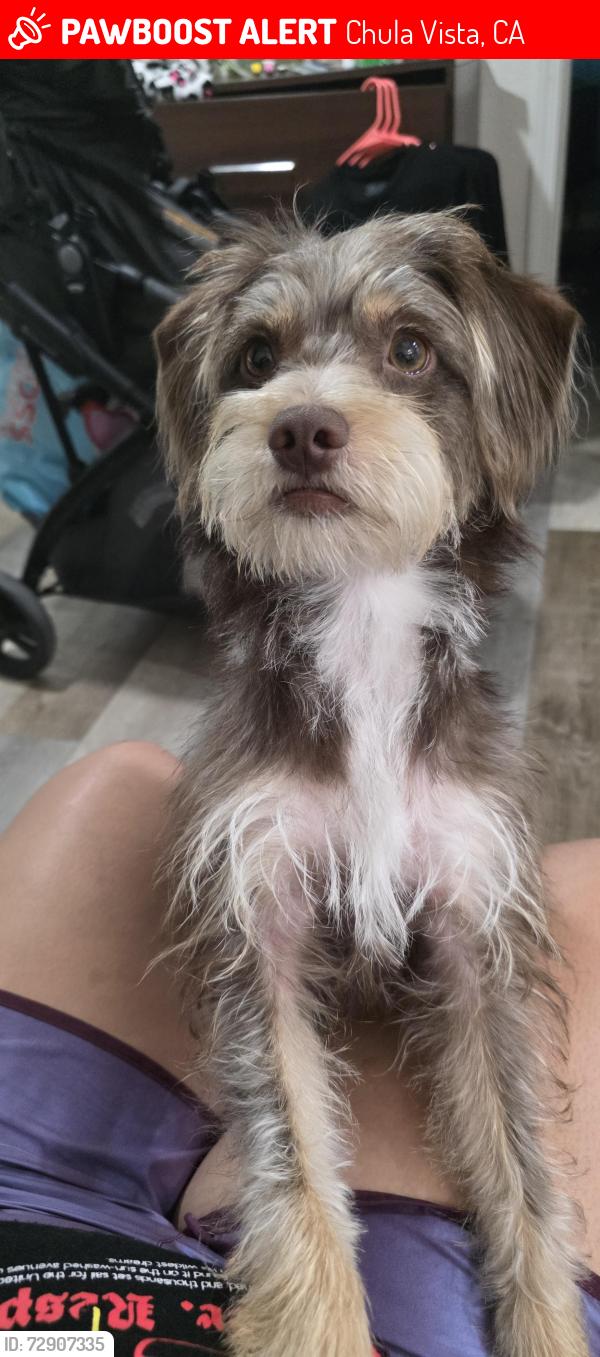 Lost Male Dog last seen Chula vista , Chula Vista, CA 91910