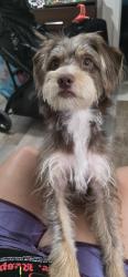 Lost Male Dog last seen Chula vista , Chula Vista, CA 91910