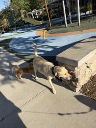 Found/Stray Male Dog last seen Red Pepper and Sea Salt , Fontana, CA 92336