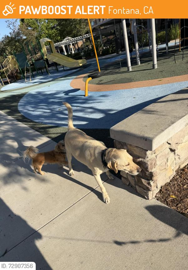Found/Stray Male Dog last seen Red Pepper and Sea Salt , Fontana, CA 92336