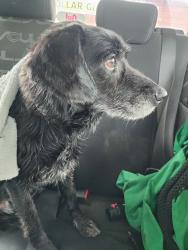 Found/Stray Male Dog last seen Found on Martin Luther King Blvd by the Dollar General.  , Murfreesboro, TN 37130