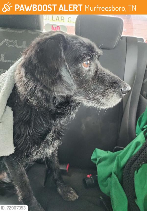 Found/Stray Male Dog last seen Found on Martin Luther King Blvd by the Dollar General., Murfreesboro, TN 37130