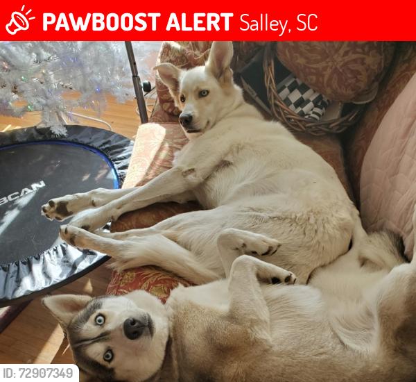 Lost Male Dog last seen Salley Rd and Dr Boylston rd, Salley, SC 29137