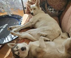 Lost Male Dog last seen Salley Rd and Dr Boylston rd, Salley, SC 29137