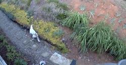 Found/Stray Unknown Dog last seen Monroe King Leicester NC , Buncombe County, NC 28748