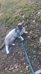 Lost Male Cat last seen Near country lane walland tn, Walland, TN 37886