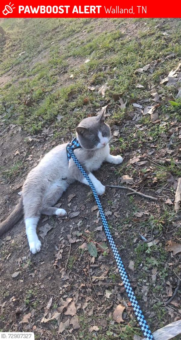 Lost Male Cat last seen Near country lane walland tn, Walland, TN 37886