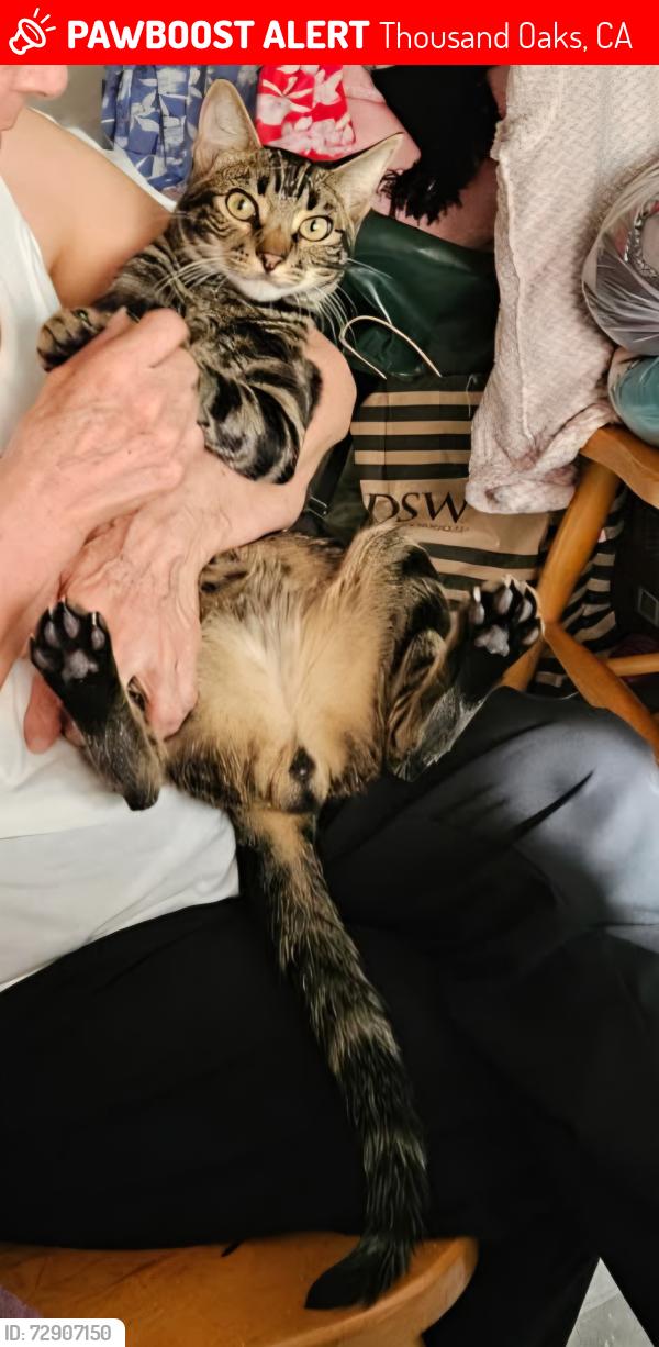 Lost Male Cat last seen N. Moorpark rd., Thousand Oaks, CA 91360