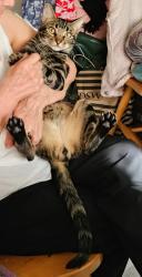 Lost Male Cat last seen N. Moorpark rd., Thousand Oaks, CA 91360