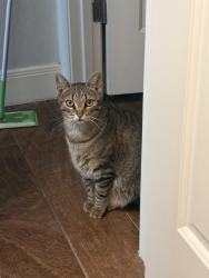Lost Female Cat last seen Cibolo Way, Wilson County, TX 78121