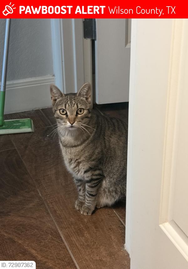 Lost Female Cat last seen Cibolo Way, Wilson County, TX 78121