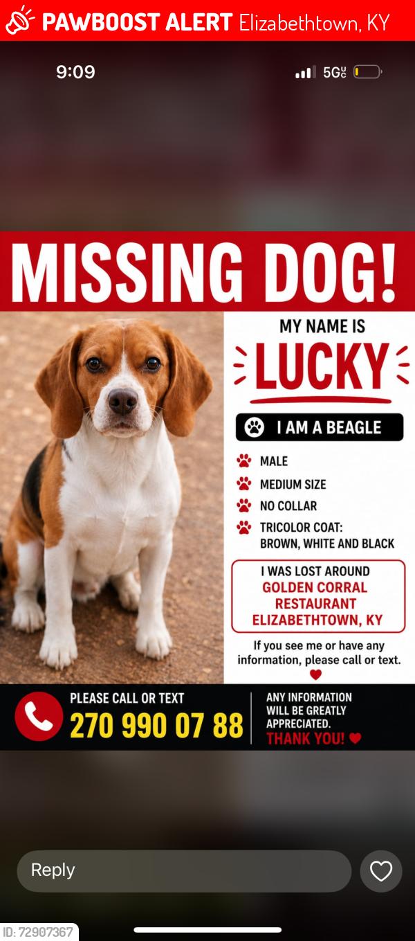 Lost Male Dog last seen Golden Corral restaurant , Elizabethtown, KY 42701