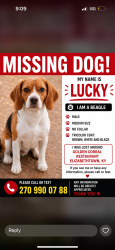 Lost Male Dog last seen Golden Corral restaurant , Elizabethtown, KY 42701