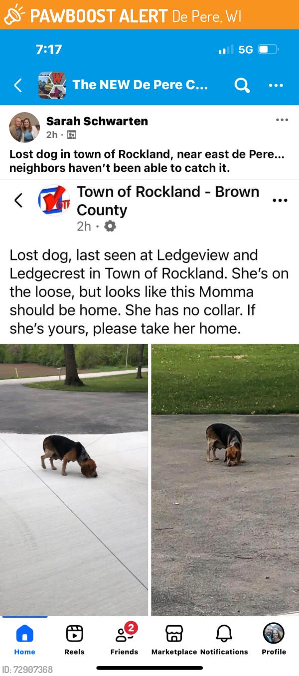 Found/Stray Female Dog last seen Ledge crest road depere Town of Rockland, De Pere, WI 54115