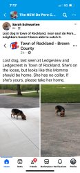 Found/Stray Female Dog last seen Ledge crest road depere Town of Rockland, De Pere, WI 54115