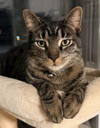 Lost Male Cat last seen Common, Warren, MI 48093