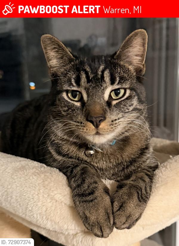 Lost Male Cat last seen Common, Warren, MI 48093