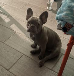 Lost Female Dog last seen Edgewood in Crenshaw , Fort Worth, TX 76105