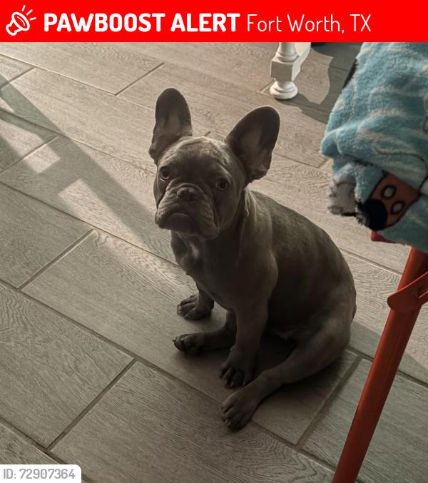 Lost Female Dog last seen Edgewood in Crenshaw , Fort Worth, TX 76105