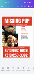 Reunited Female Dog last seen 16th & MLK Jr Way, Oakland, CA 94612