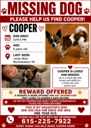 Lost Male Dog last seen Northfield Boulevard, Murfreesboro, TN 37129
