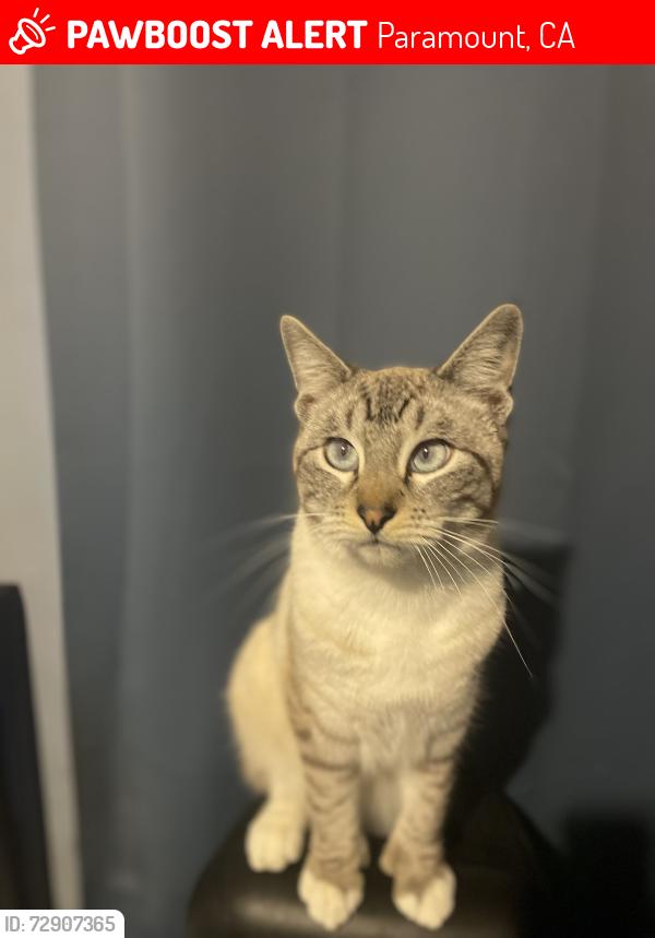 Lost Male Cat last seen San Vincente St and El Camino Ave, Paramount, CA 90723