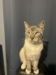 Lost Male Cat last seen San Vincente St and El Camino Ave, Paramount, CA 90723