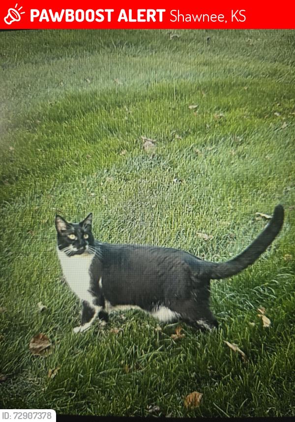 Lost Female Cat last seen Carson and Woodland Dr, Shawnee, KS 66218