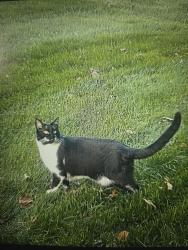 Lost Female Cat last seen Carson and Woodland Dr, Shawnee, KS 66218