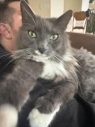 Reunited Male Cat last seen 16th and Madison, Lafayette, OR 97127