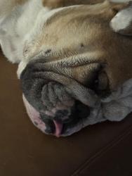 Reunited Male Dog last seen Bro idk , Tempe, AZ 85282