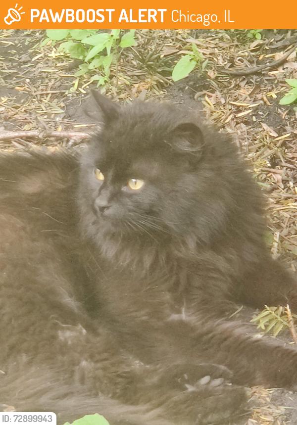 Found/Stray Unknown Cat last seen Damen and 68th street , Chicago, IL 60629