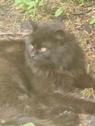 Found/Stray Unknown Cat last seen Damen and 68th street , Chicago, IL 60629