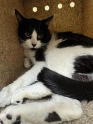 Shelter Stray Male Cat last seen SAN JUAN RD & SHADOW TREE DR, Sacramento, CA 95818