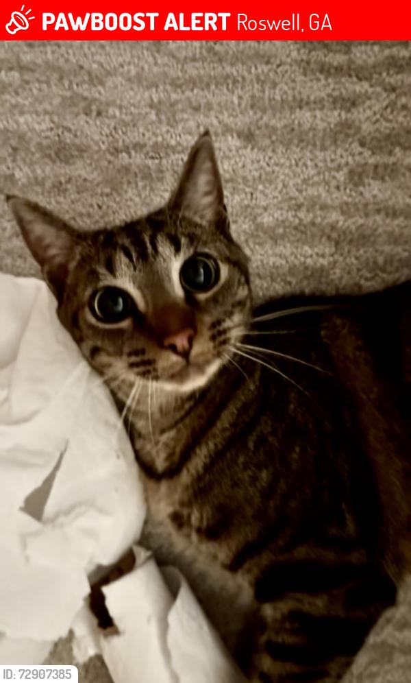 Lost Female Cat last seen Lake Charles, Roswell, GA 30075