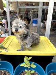 Lost Male Dog last seen Brandies Ct, San Diego, CA, San Diego, CA 92114