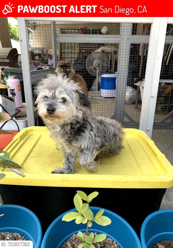 Lost Male Dog last seen Brandies Ct, San Diego, CA, San Diego, CA 92114