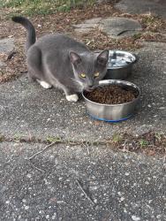Found/Stray Female Cat last seen Corner of Granby street and Westmont , Norfolk, VA 23503