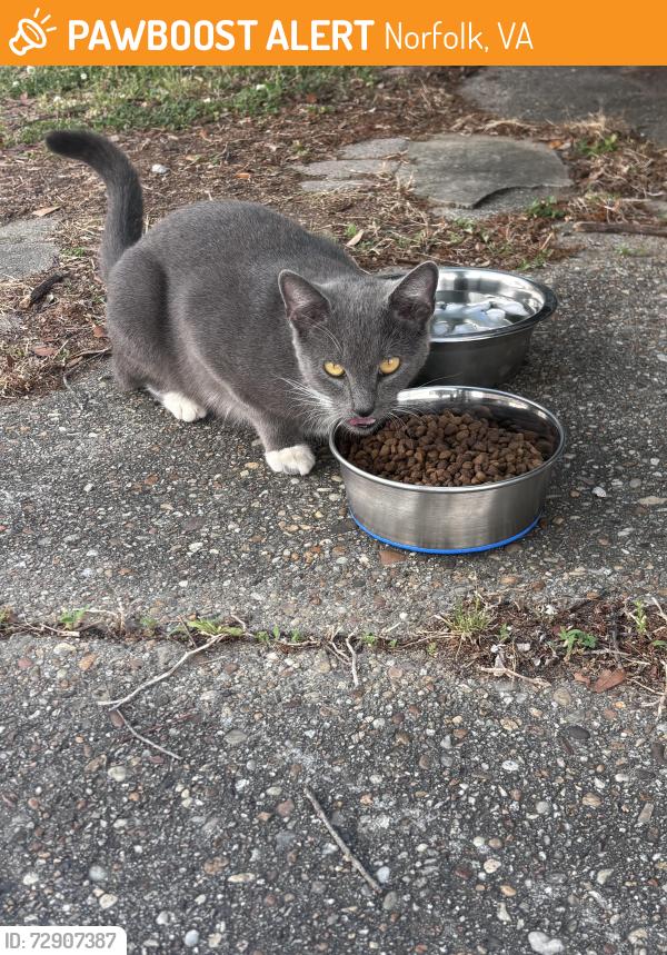 Found/Stray Female Cat last seen Corner of Granby street and Westmont , Norfolk, VA 23503