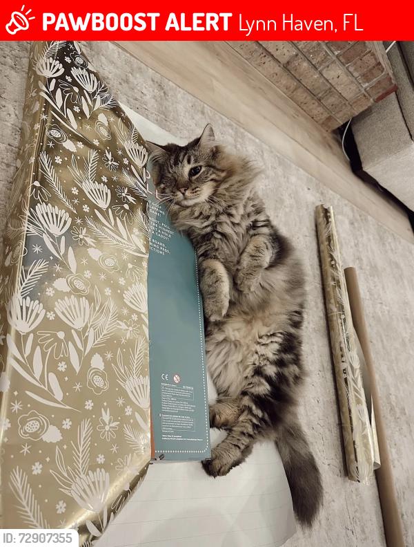 Lost Male Cat last seen College Point Lynn Haven. 500 block of Harvard Blvd Lynn Haven Fl 32444, Lynn Haven, FL 32444