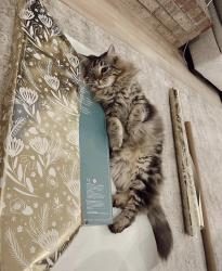 Lost Male Cat last seen College Point Lynn Haven. 500 block of Harvard Blvd Lynn Haven Fl 32444, Lynn Haven, FL 32444