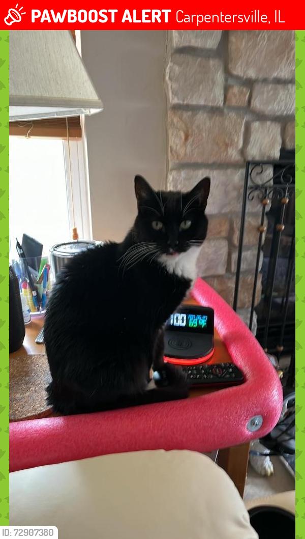 Lost Female Cat last seen Silverstone Lake in Carpentersville , Carpentersville, IL 60110