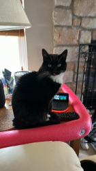 Lost Female Cat last seen Silverstone Lake in Carpentersville , Carpentersville, IL 60110