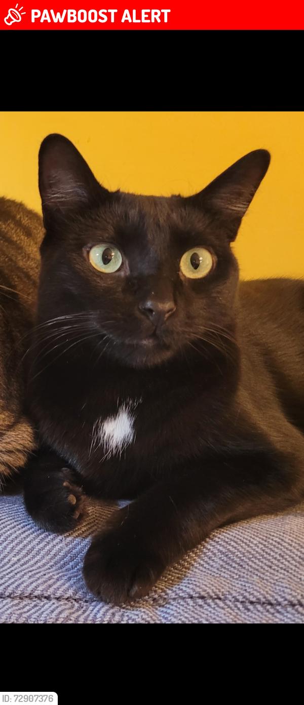 Lost Male Cat last seen Del Mar, Panama City Beach, FL 32413