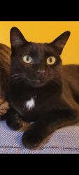 Lost Male Cat last seen Del Mar, Panama City Beach, FL 32413