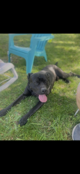Lost Male Dog last seen Waco street and Walker street, Kings Mountain, NC 28086